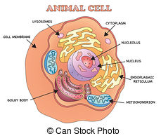 ... animal cell - illustration of an animal cell