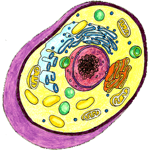 Animal cell nucleus clipart - .