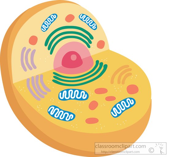 Animal Cell With Organelles Clipart 81422 Classroom Clipart