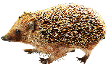 Animal Clip Art - Hedgehog Clipart