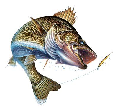 Animals For u0026gt; Walleye Fishing .