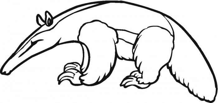Anteater Drawing