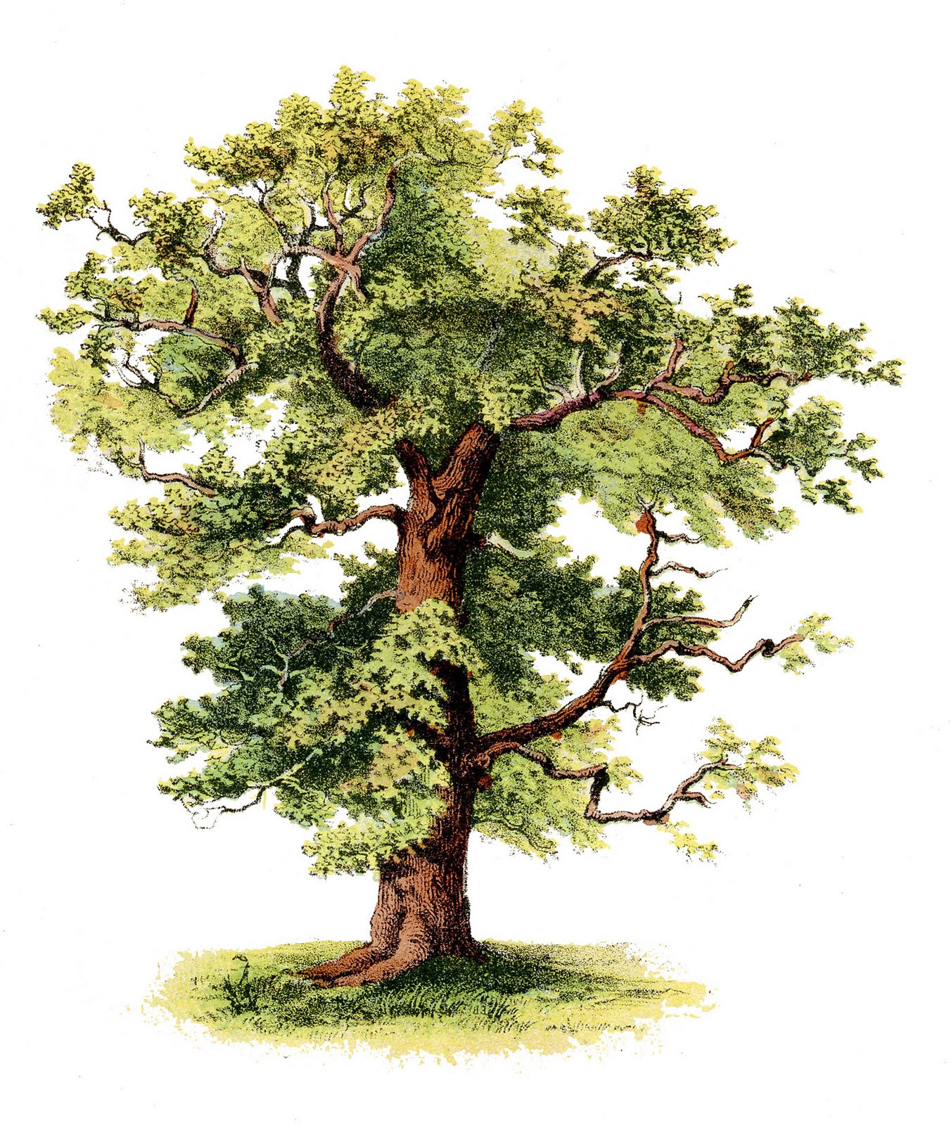 Oak Tree Clip Art | Tree Oak 