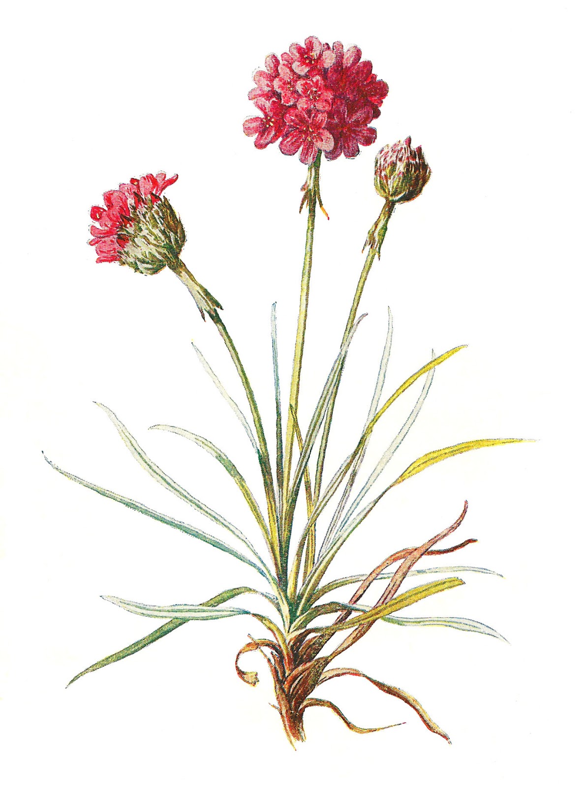 Antique Image: Wildflower Stock Image Botanical Flower Clip Art