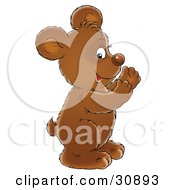 Clipart Illustration Of A Happy Brown Bear Cub Smiling And Clapping His Paws