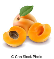 Apricot Stock Illustrationby dvarg1/8 Apricot