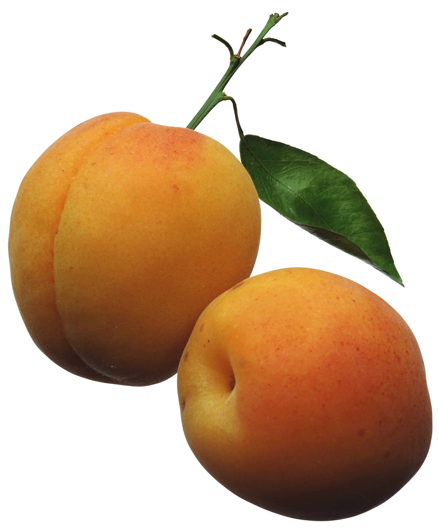 Apricots PNG Clipart Picture - Apricot Clipart