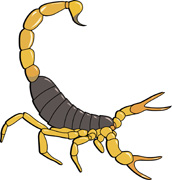 Arachnid Scorpion 910 Arachni - Scorpion Clipart