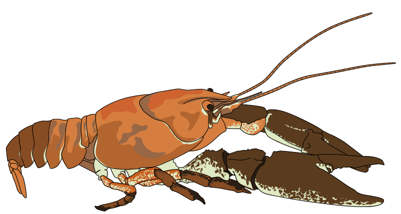 Are you looking for a crayfis - Crayfish Clipart
