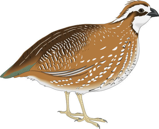 Are you looking for a quail c - Quail Clipart