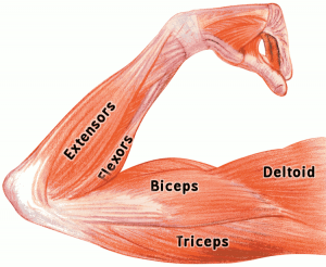 Arm Muscles Labeled - Muscle Clipart