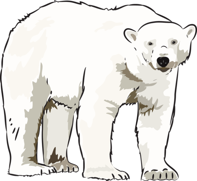 Art polar bear clipart kid