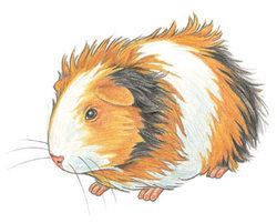 Baby Guinea Pig Illustration 