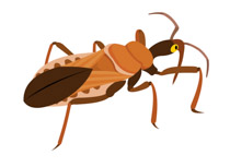 Assassin bug insect clipart.  - Clipart Bug
