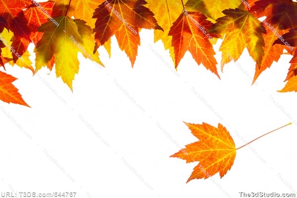 Fall Leaves Border Clip Art .