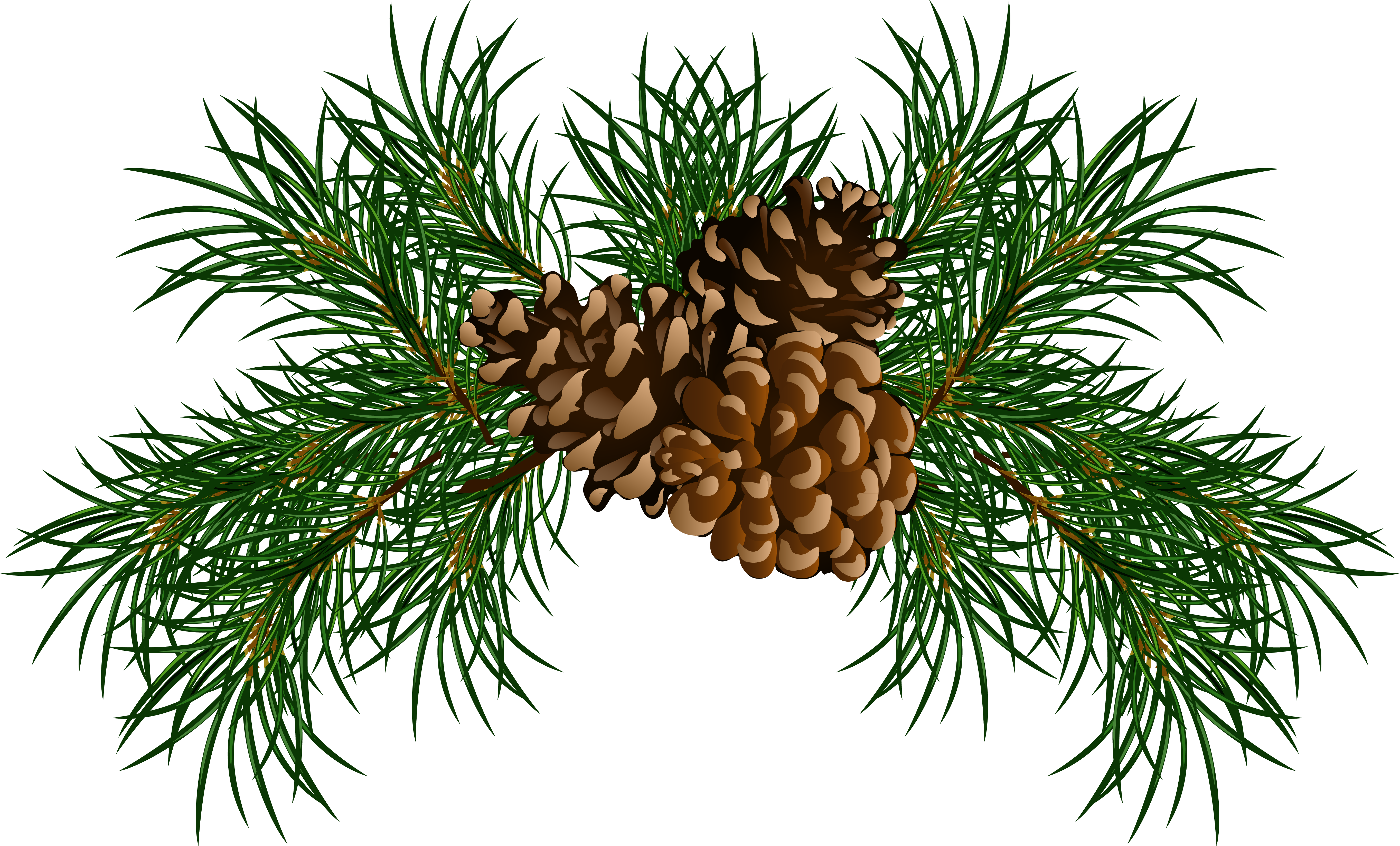 pine clipart