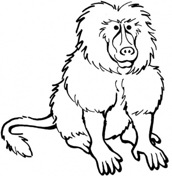 Cartoon mandrill baboon isola