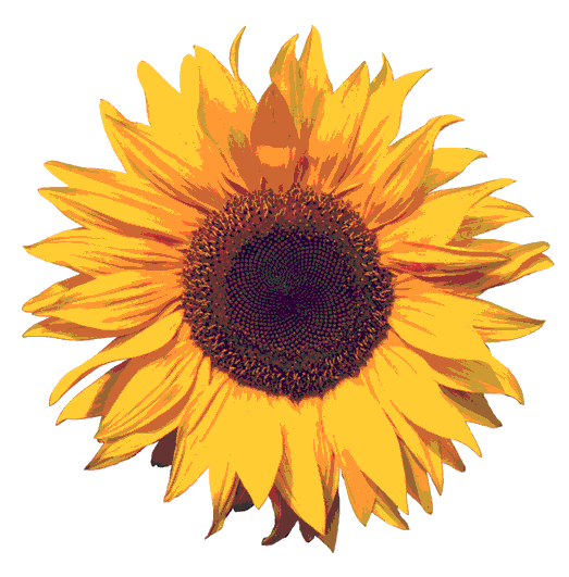 Back Gallery For Rustic Sunflower Clip Art
