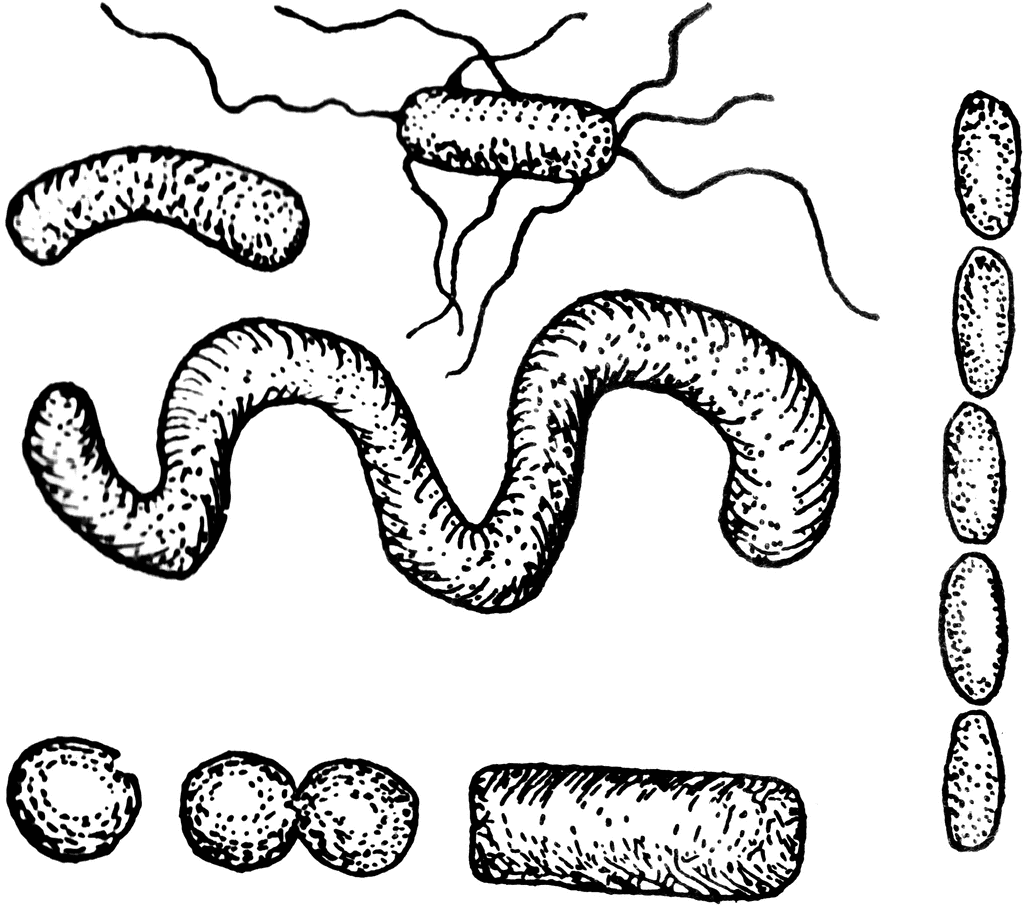 Bacteria black and white clipart kid