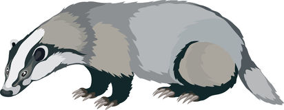 badger clipart 
