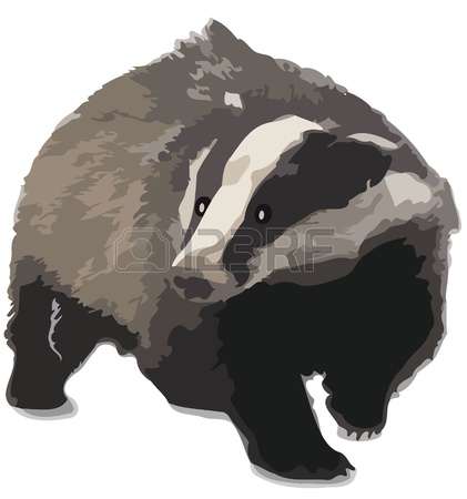 badger: Badger Illustration