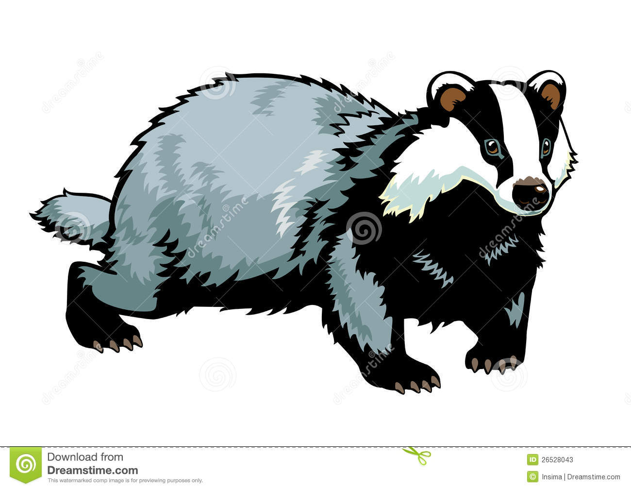 Badger on white Stock Photos