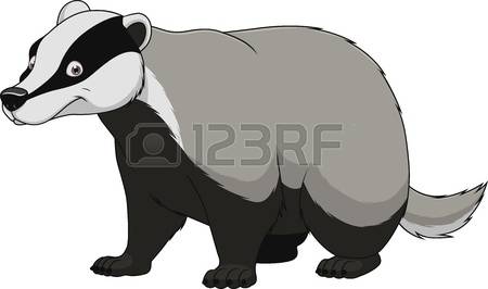 badger: Vector illustration adult funny badger smiling on a white background Illustration