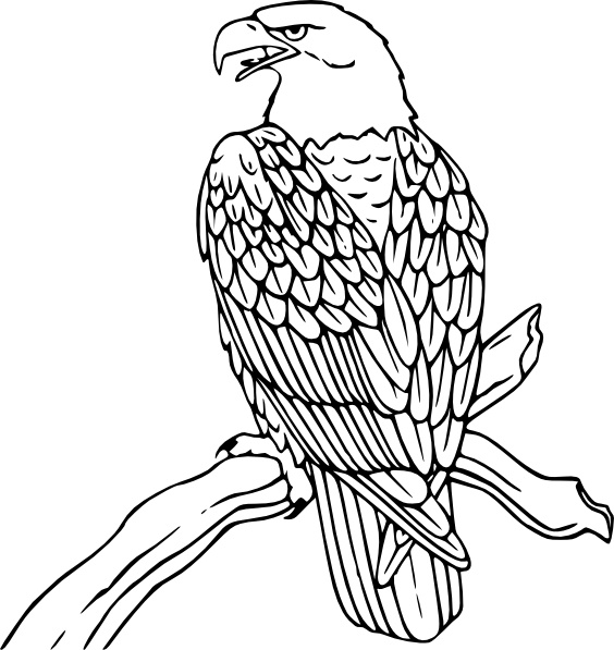 Bald Eagle clip art