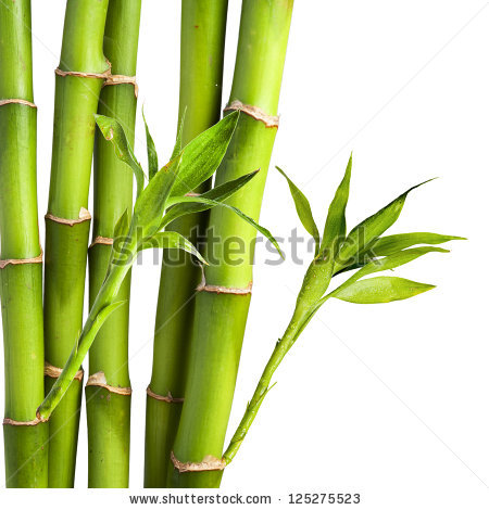 ... Bamboo Clip Art ...