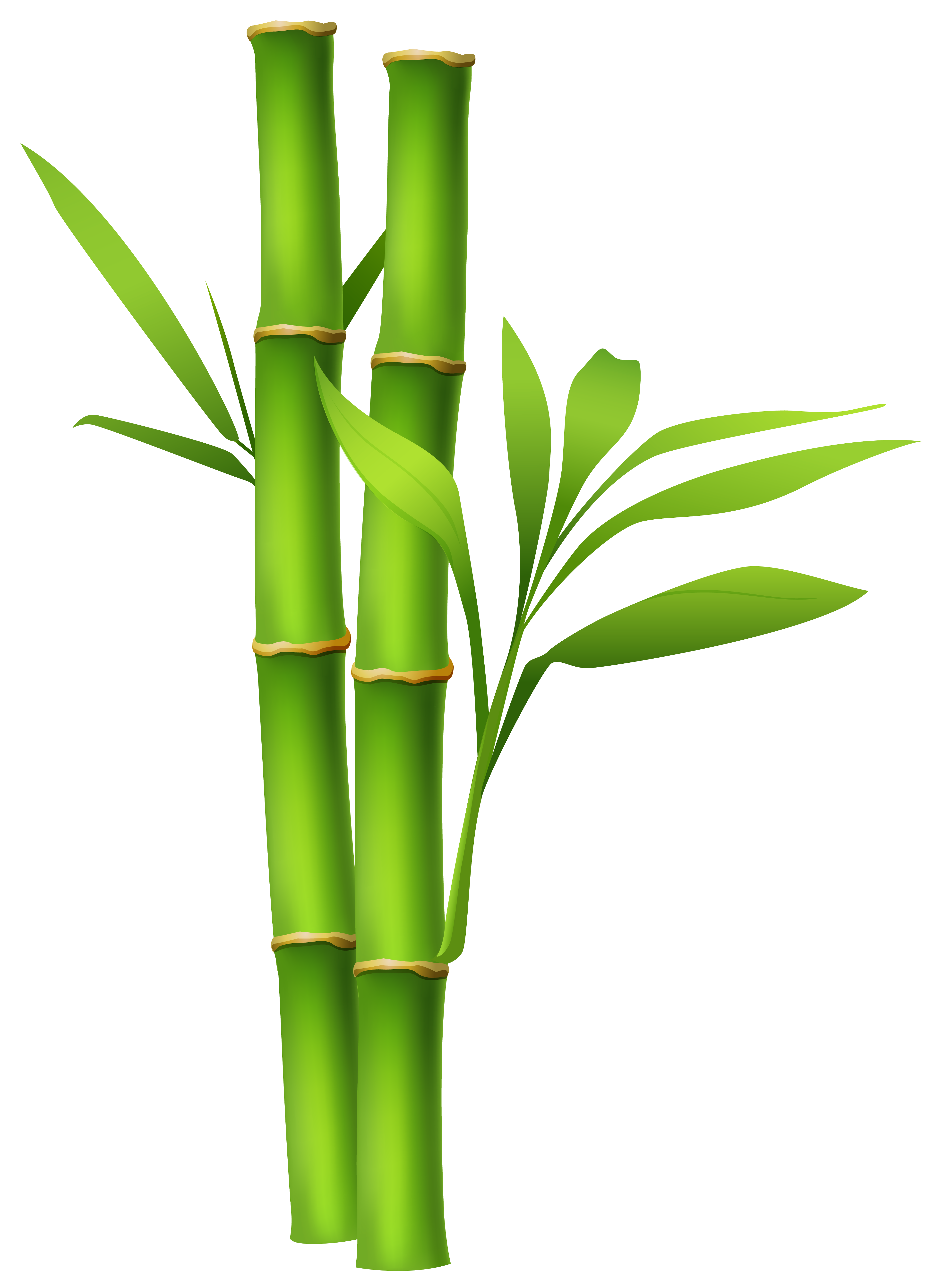 ... Bamboo Clipart - cliparta - Bamboo Clipart