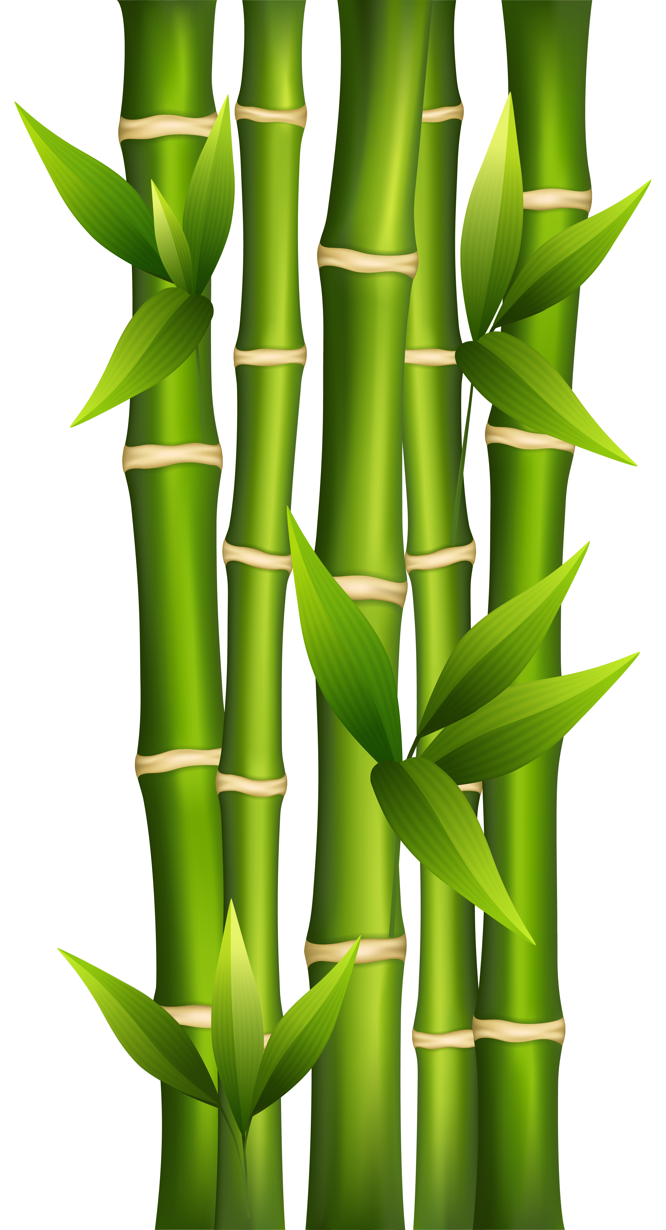 Bamboo PNG Clipart Image
