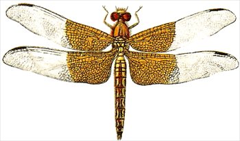 Two Dragonflies Clip Art Imag
