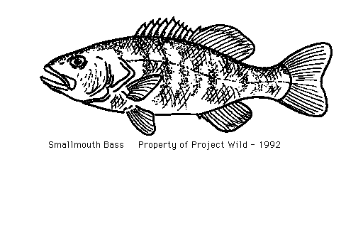 bass clip art - Bass Clipart