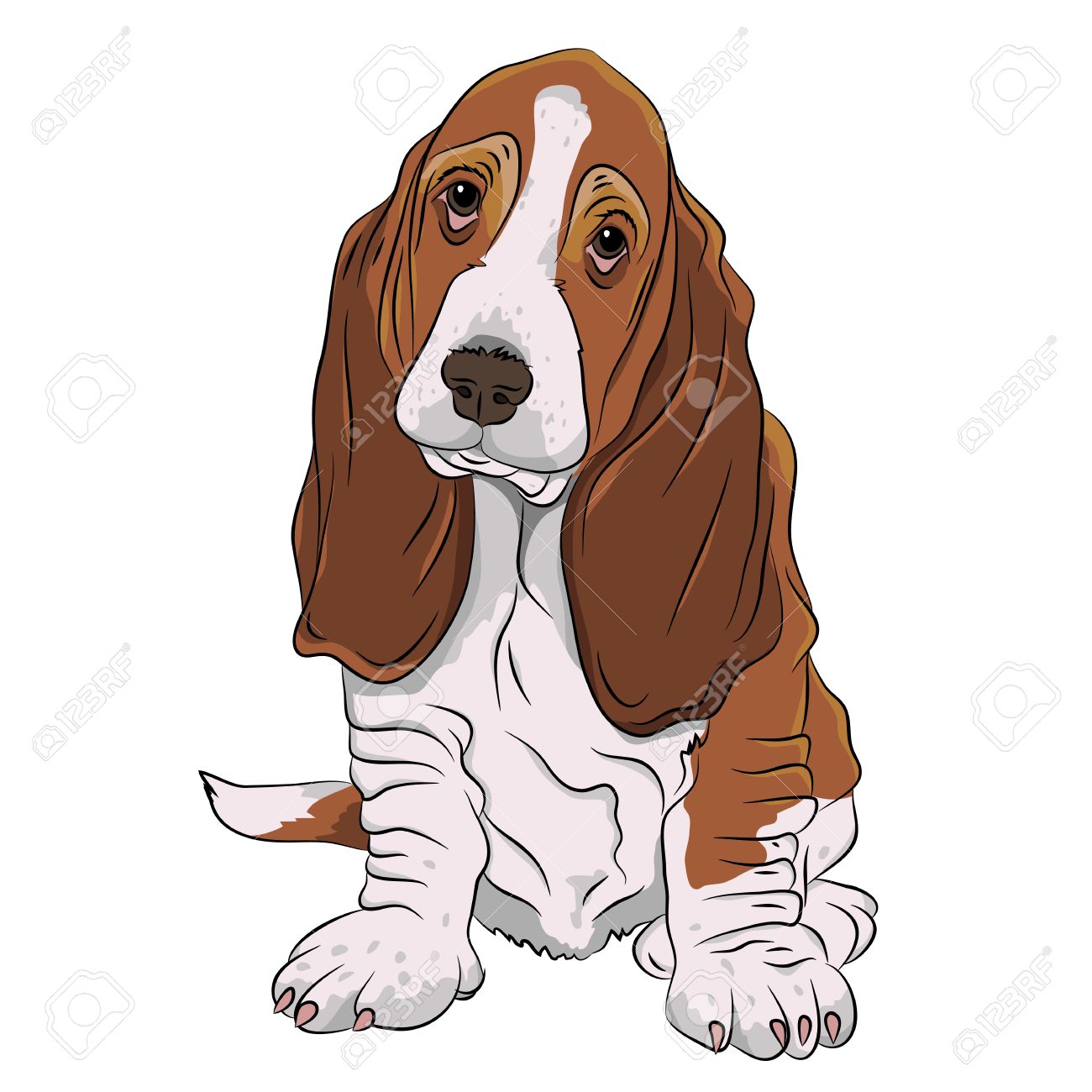 basset hound puppy realistic Stock Vector - 57238247