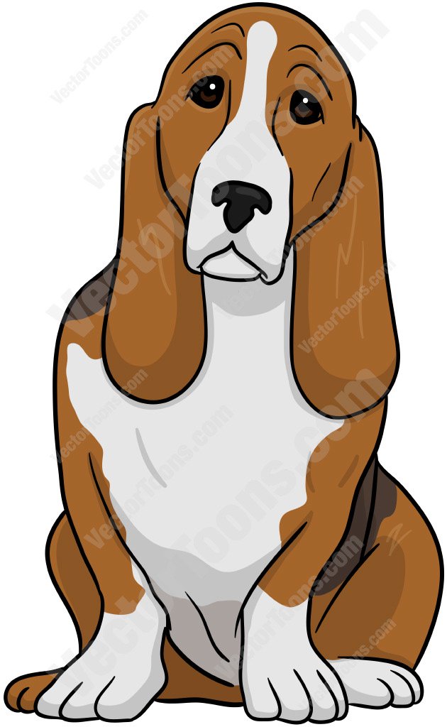 Brown And White Basset Hound ClipartLook.com 