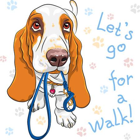 Tan and White dog Basset Hound breed wants to walk with a leash in mouth