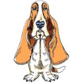 vector dog Basset Hound breed