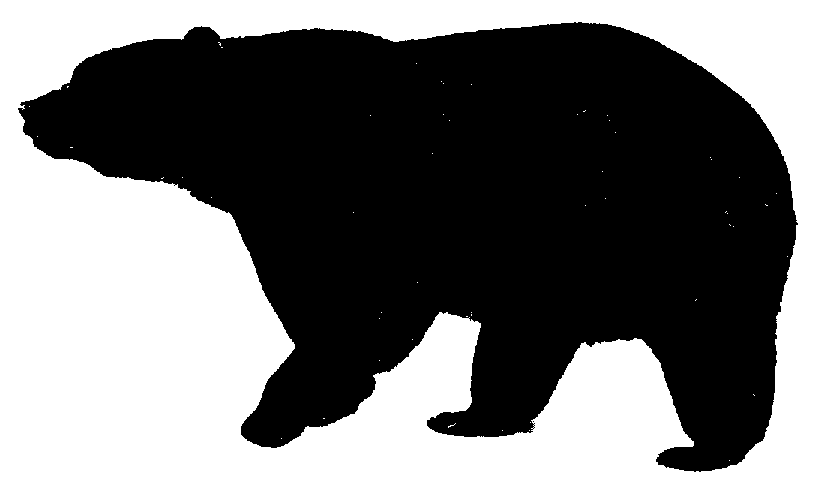 standing black bear drawing