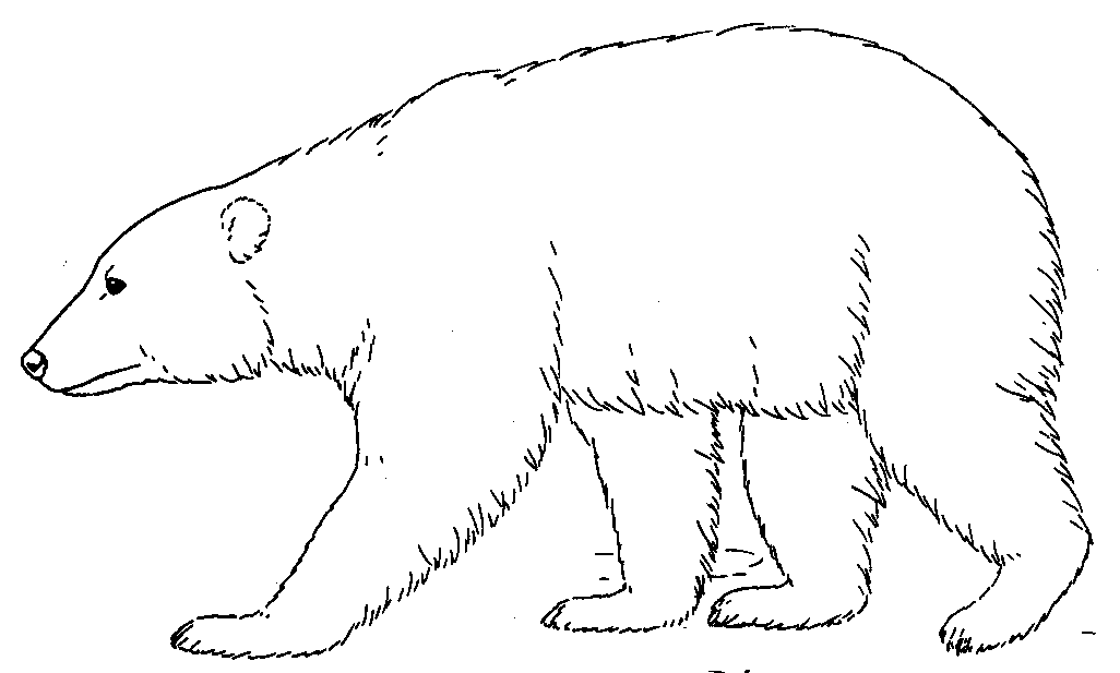 Bear Clipart Black And White 