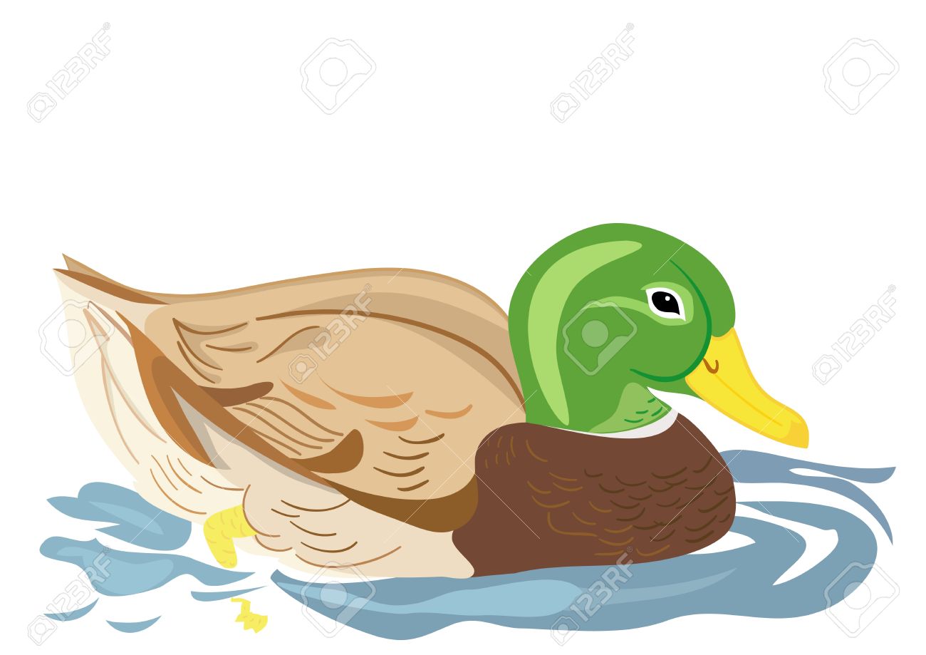 Beautiful duck swimming in pond Stock Vector - 9718363