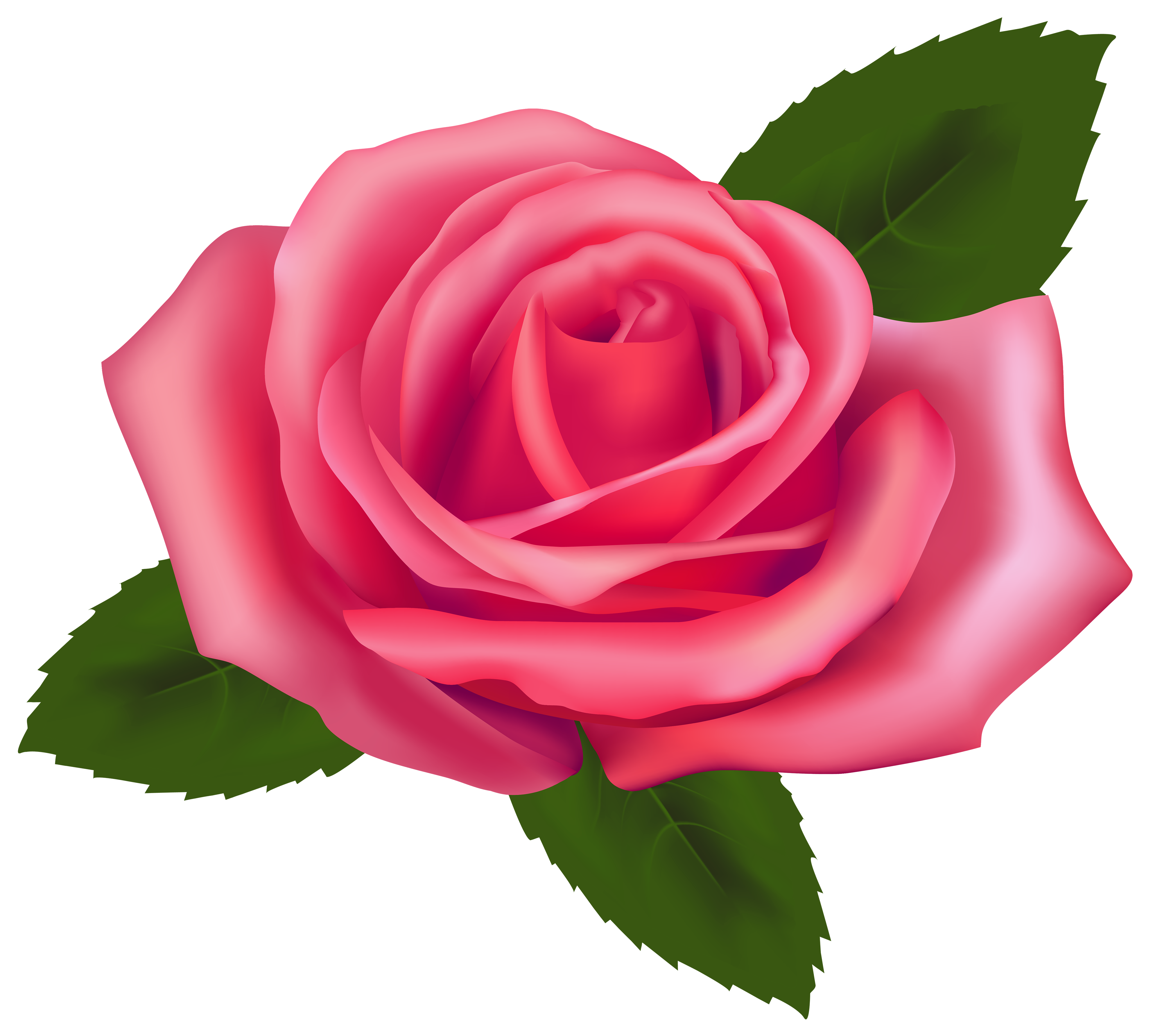 Pink rose clipart png - .