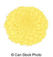 ... beautiful yellow flower isolated on white background
