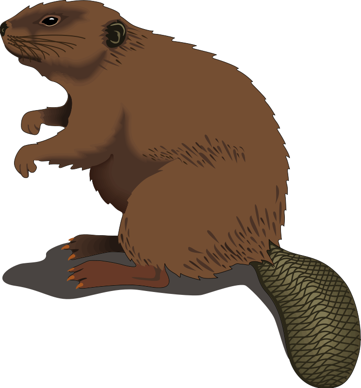 Beaver - Beaver Clipart