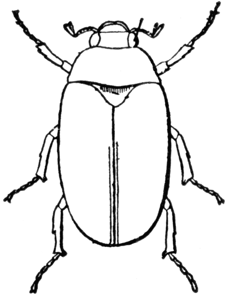 Beetle cliparts