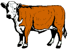 Beef Cow Clip Art Cattle Clip - Cattle Clipart