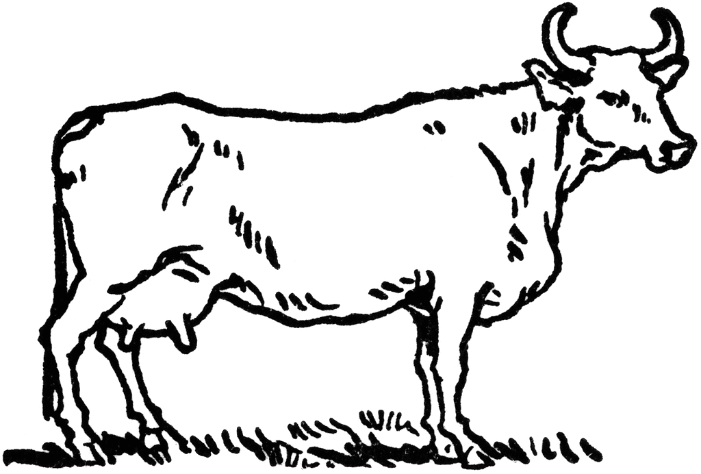 cow clipart black and white