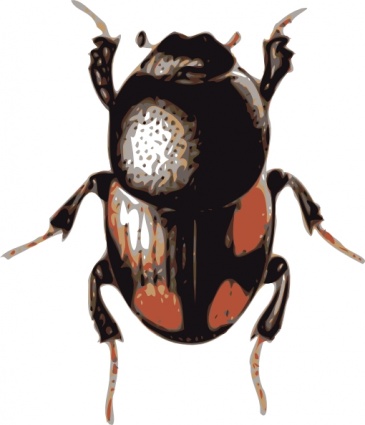 Beetle Clip Art - Beetle Clip Art