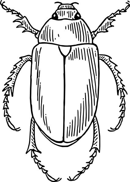 Beetle clip art - Beetle Clip Art