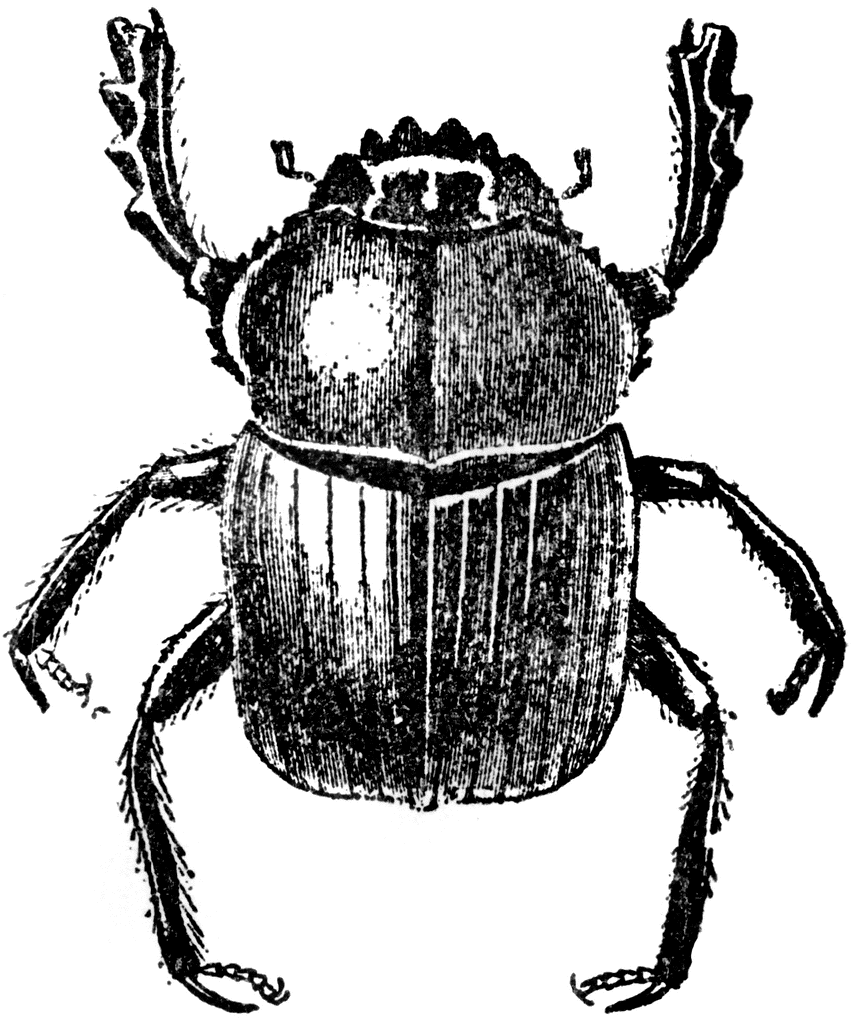 ... Beetle Clip Art ... - Beetle Clip Art