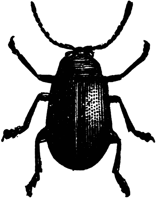 Beetle clipart: (RF) Beetle C